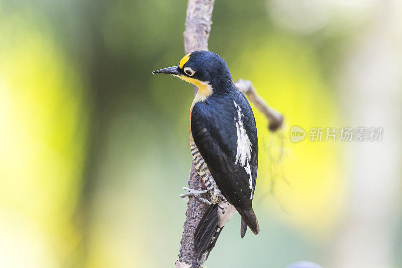 黄额啄木鸟(Melanerpes flavifrons)